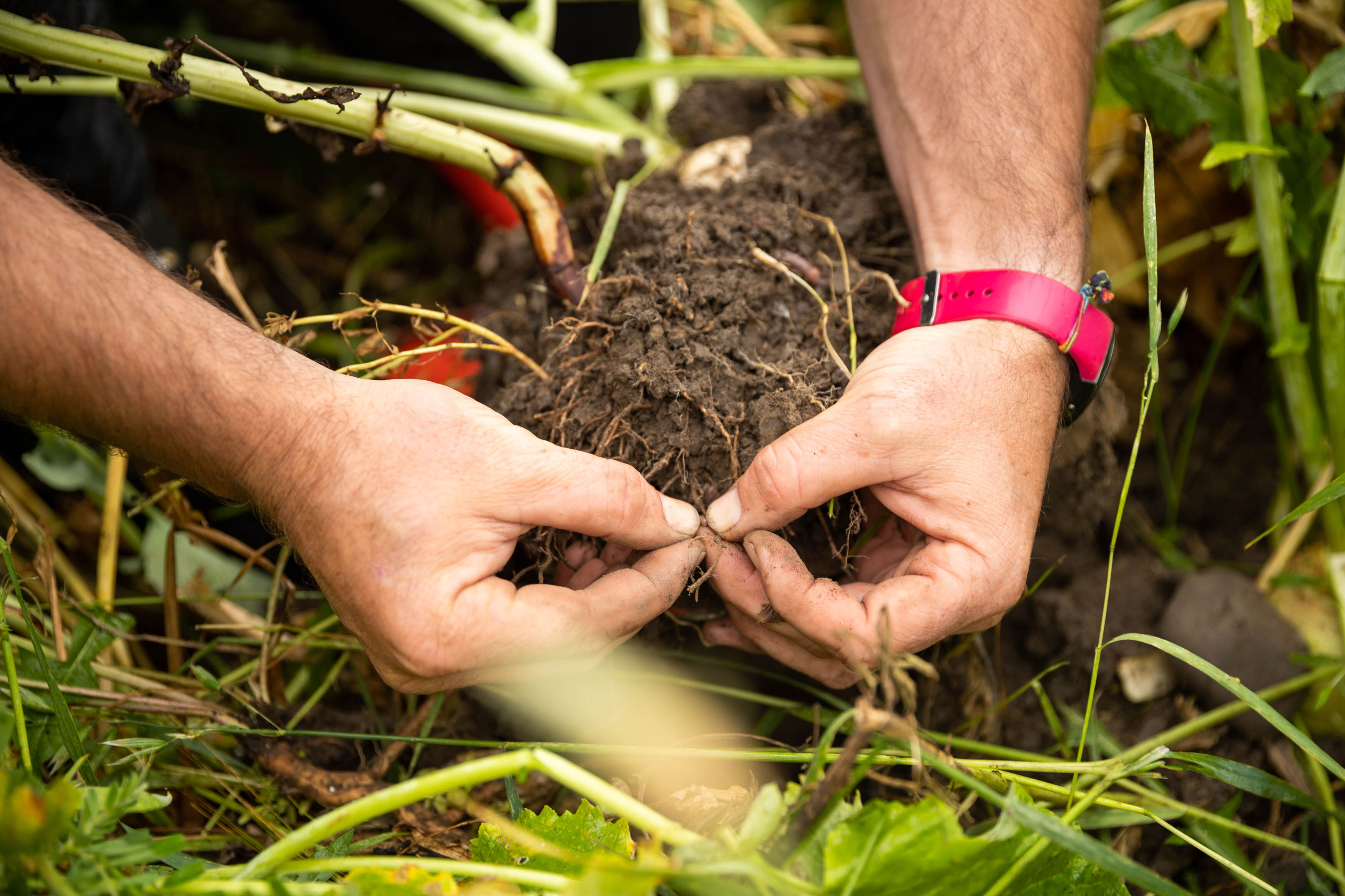 Regenerative Farming - Goldpine