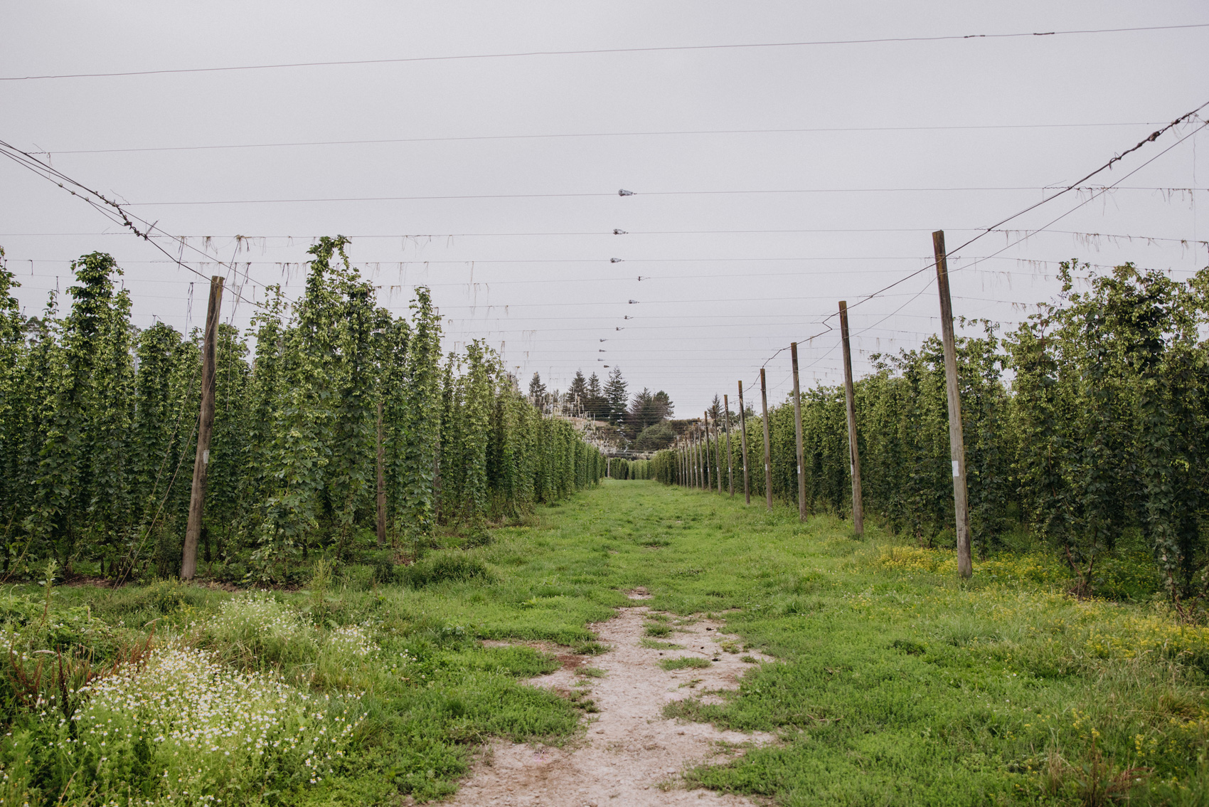Over The Fence Goldpine