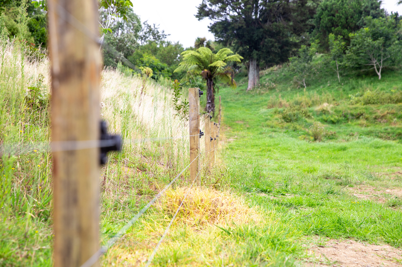 Over The Fence Goldpine