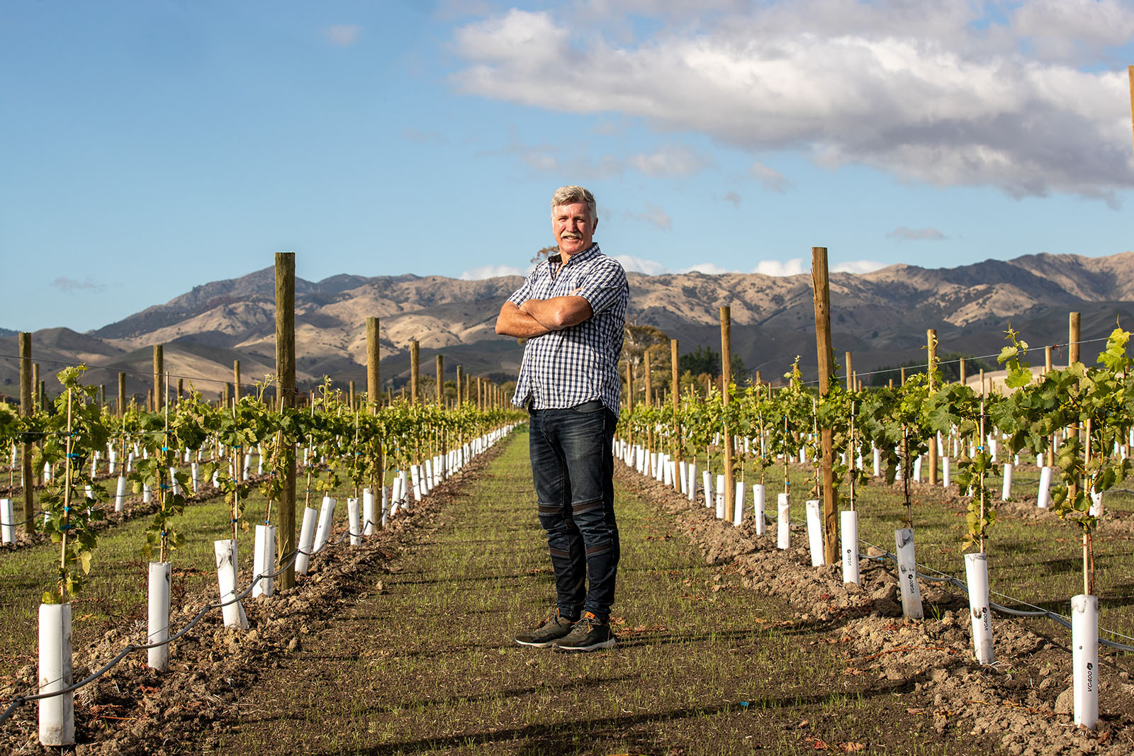 Over The Fence Goldpine